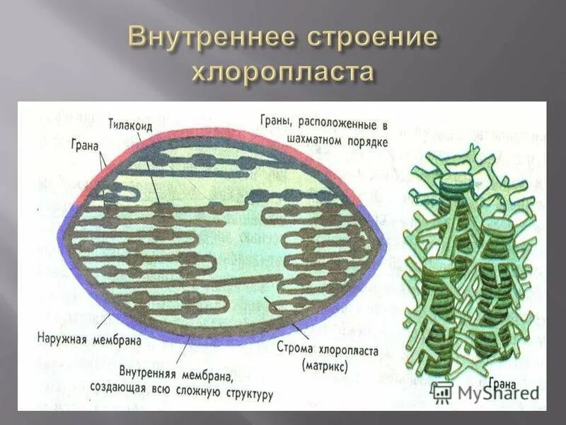 Функции хлоропластов хромопластов и лейкопластов. Осмиофильные гранулы. Внутренняя мембрана тилакоида хлоропласта. Строма хлоропласта. Хлоропласты хромопласты лейкопласты.