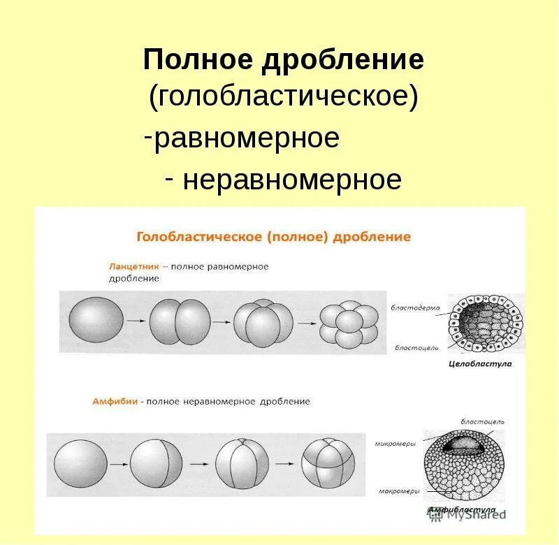 Цикл онтогенез. Эмбриогенез яйцеклетка. Стадия дробления эмбриогенеза. Яйцеклетки полное равномерное дробление. Таблица стадия эмбриогенеза дробление.