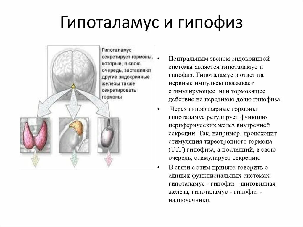 Гормоны надпочечников гормон гипофиза. Гипофиз железа строение. Гипоталамус гормоны и влияние. Гипофиз его строение. Промежуточная часть гипофиза гормоны.