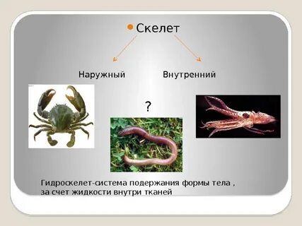Имеет и внешний