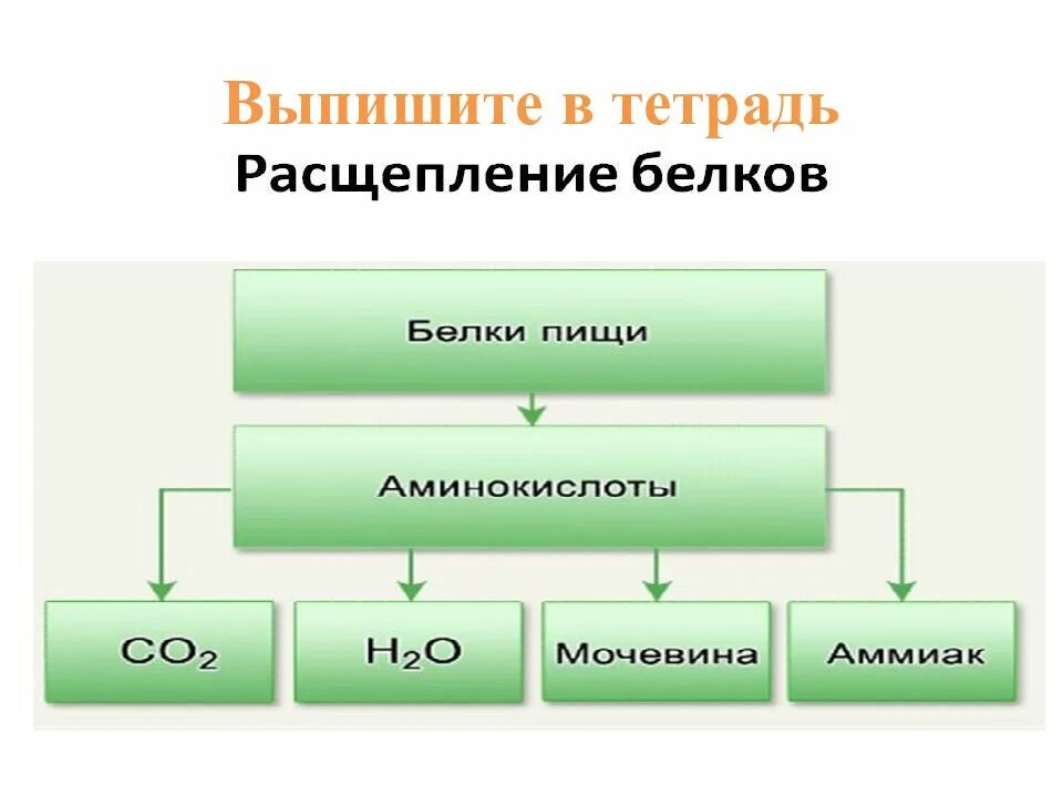 В каком отделе расщепляются белки