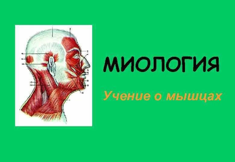 Миология. Непарные мышцы в человеческом теле. Непарные мышцы человека. Миология мышцы. Учение о мышцах миология.