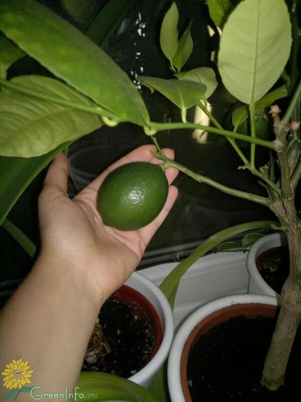 Lemon tree (лимонное дерево). Лимон мейера росток. Лимон мейера росток. Лимон комнатный росток. Лимон мейера росток.