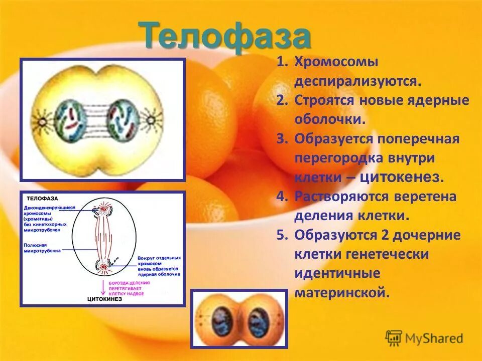 Схему митоза • материнская клетка. Идентичные дочерние клетки. Дочерние клетки генетически идентичны. Деление клетки митоз таблица 9. Образование двух клеток.