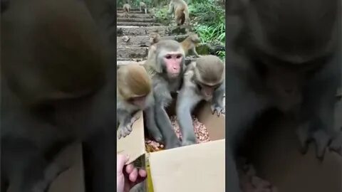 Обезьяна разбор
