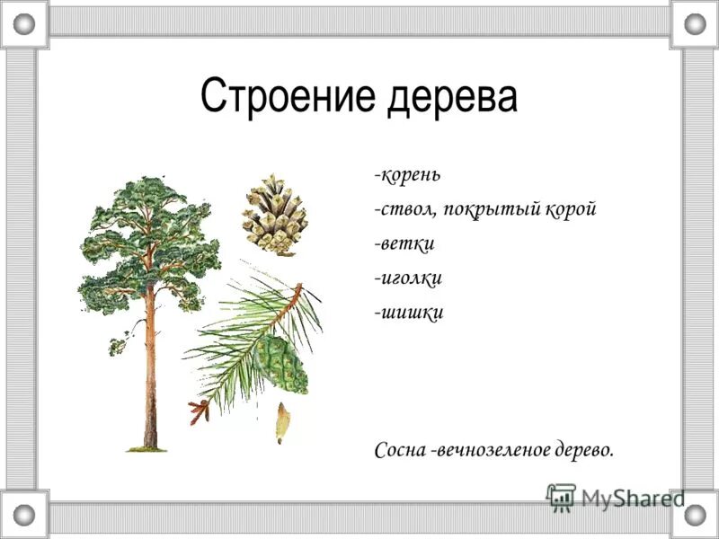 Органа хвойного. Строение хвоинки сосны обыкновенной. Строение сосны обыкновенной схема строения. Внешнее строение хвойных растений. Строение сосны обыкновенной рисунок.