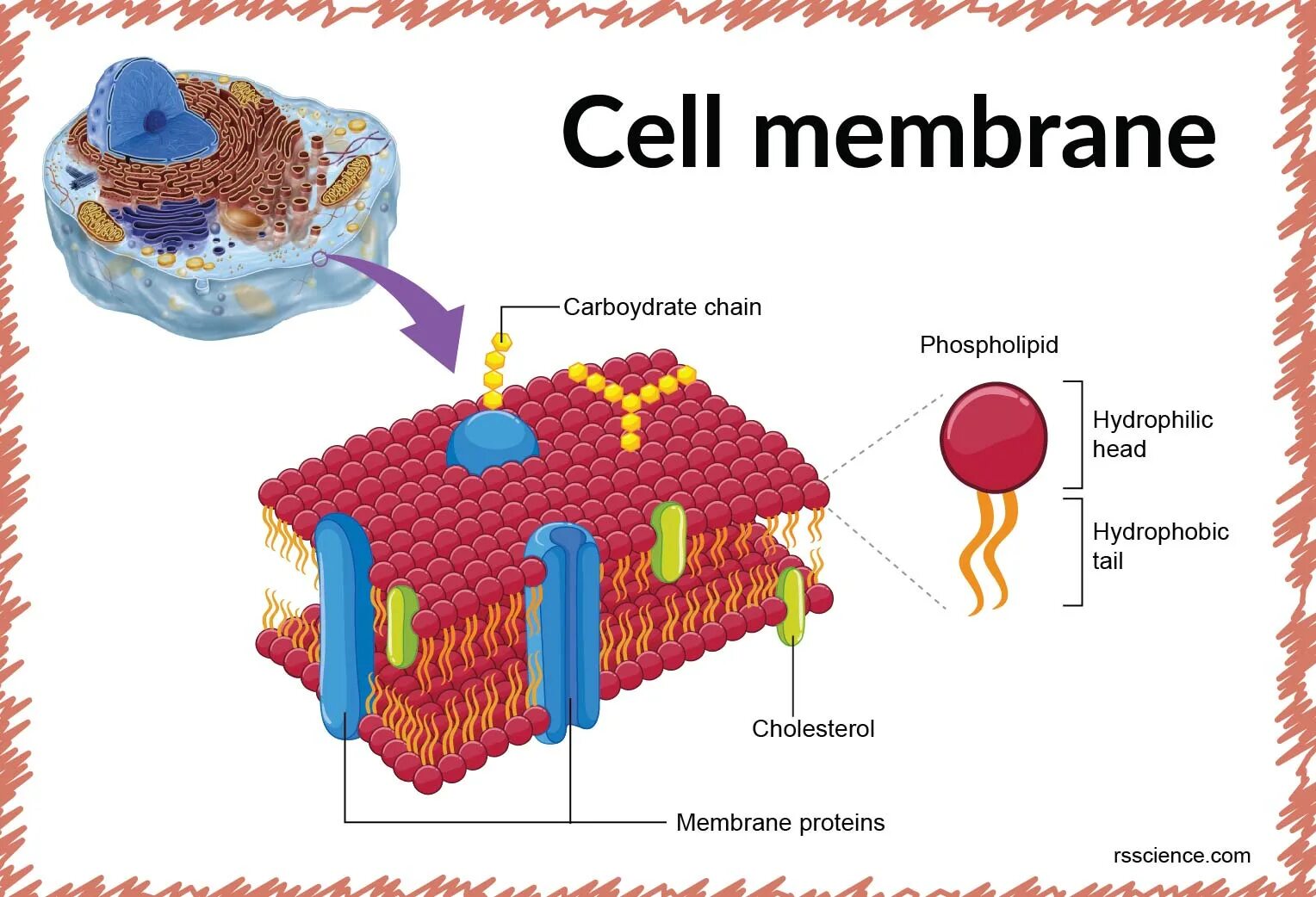 Cell membrane. Мембрана клетки. cell membrane function. плазм мембрана.