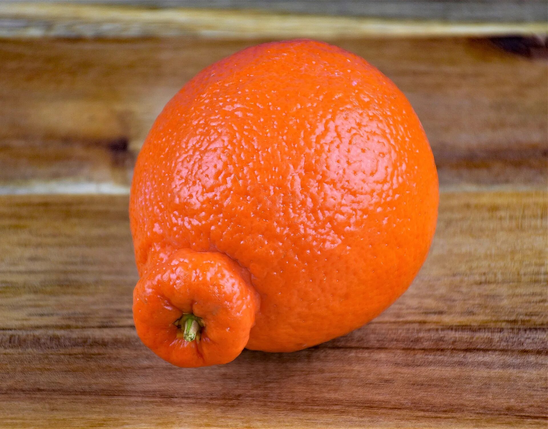 Танжело гибриды цитрусовых. Мандарины минеола. Гибрид мандарина и апельсина минеола. Сорт мандарин минеола. Мандарины минеола.