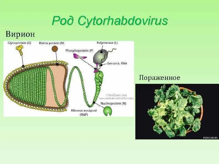 R virus. Вирусы растений. Вирусы растений примеры. Вирусы растений названия. Как распространяются вирусы растений.