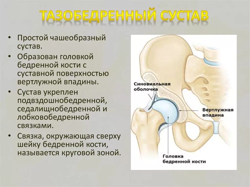 Тазобедренный сустав соединение. Строение костей, образующих тазобедренный сустав. Анатомия вертлужной впадины тазобедренного сустава. Тазобедренный сустав анатомия человека строение и функции.