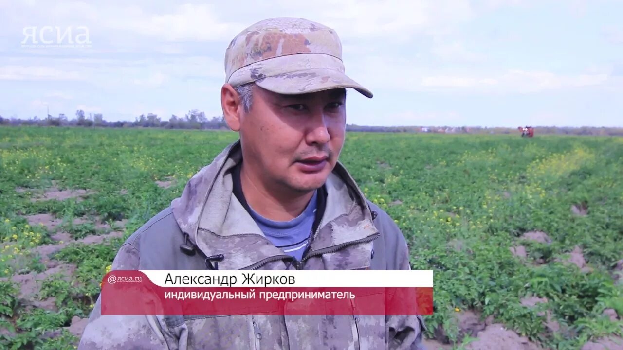 2 гектара картофеля. 2 гектара картошки. александровский район село якут картофель номер телефона.