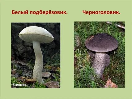 Почему подберезовик белый