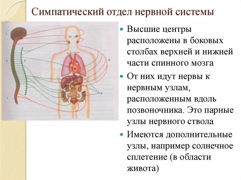 Работа симпатического нерва. Симпатический отдел нервной системы. Симпатические нервы. Нервные узлы в симпатическом подотделе. Функции симпатического нервного отдела.