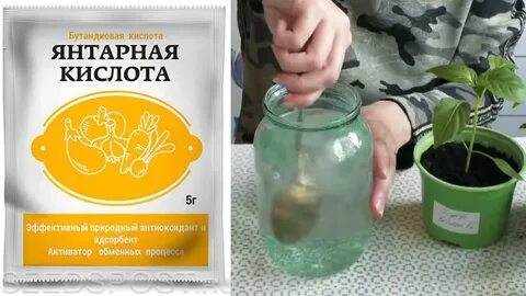 Какую рассаду можно подкормить янтарной кислотой
