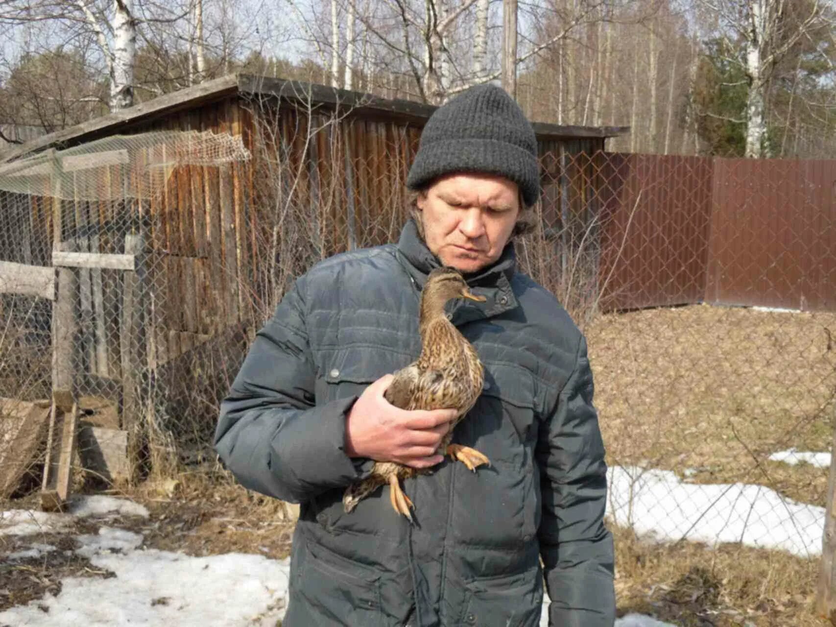 Содержание подсадных уток