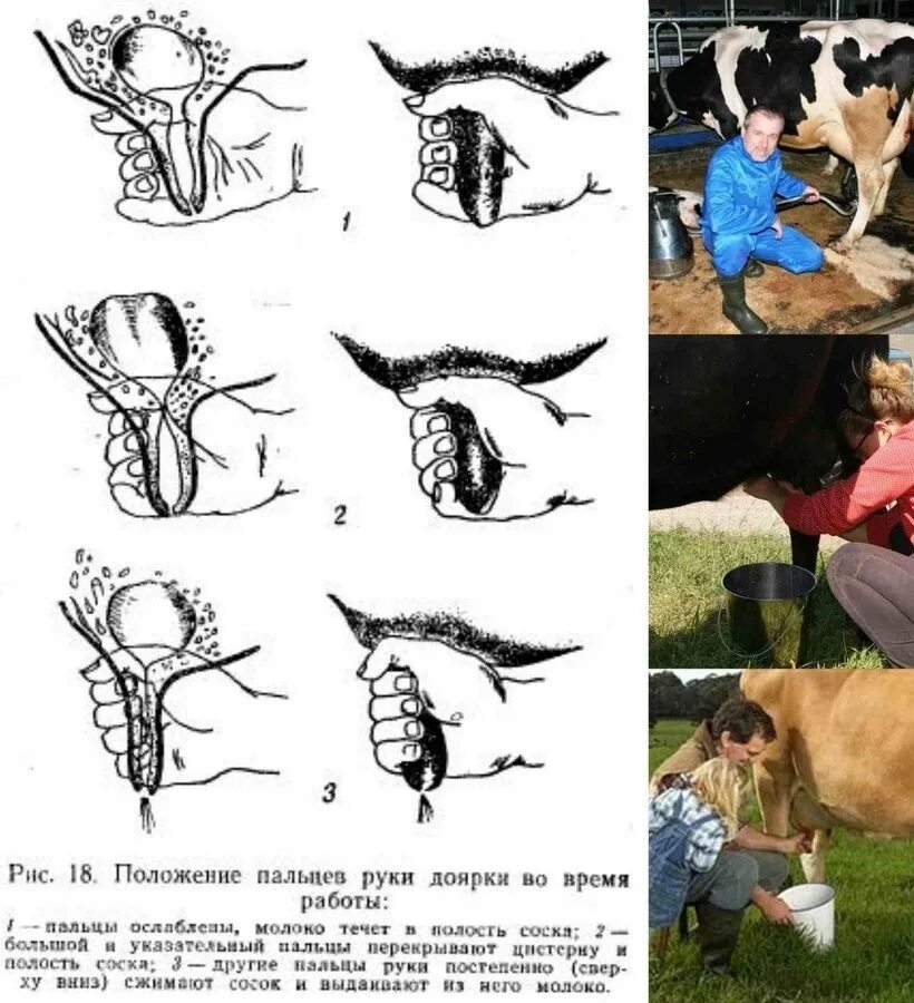 Доить корову после отела. Вымя коровы после отела. Массаж вымени коровы перед доением.