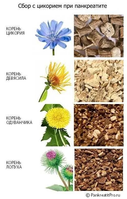 Какие чаи можно при панкреатите поджелудочной. Травы при панкреатите. травы при хроническом панкреатите. цикорий при панкреатите. фитотерапия при хроническом панкреатите.