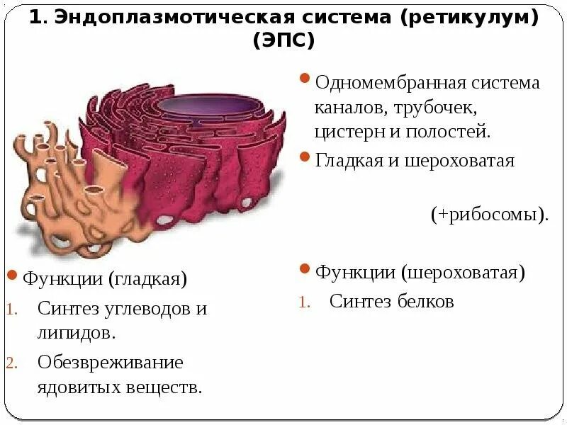 Синтез белка шероховатая эпс. Гладкий и шероховатый эндоплазматический ретикулум. Органоиды клетки эндоплазматическая сеть. Эндоплазматическая сеть ретикулум. ЭПС строение.