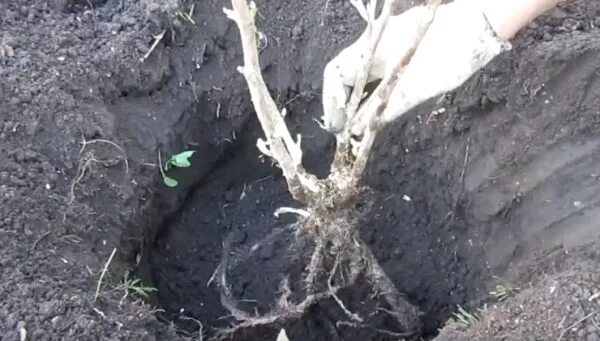 Как пересадить красную смородину осенью