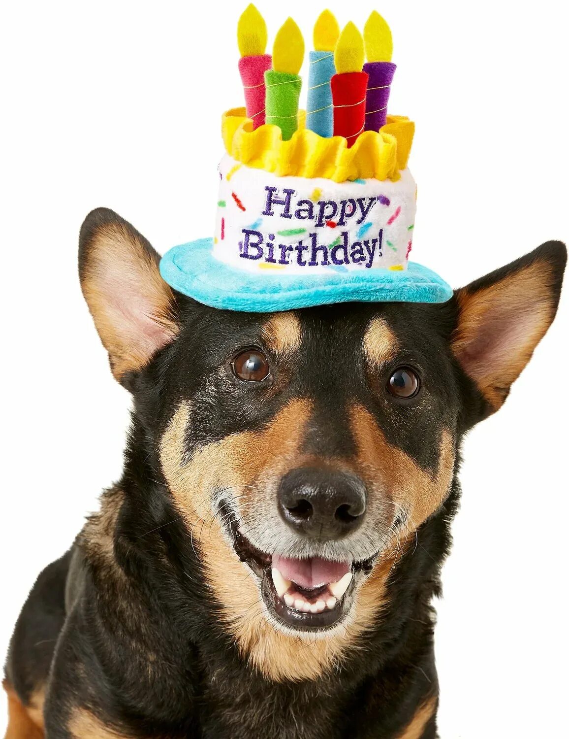 Пес день рождения макса. Поздравление собаке. День рождения собаки. Поздравления с днём рождения с собаками. Открытки с днём рождения с собаками.
