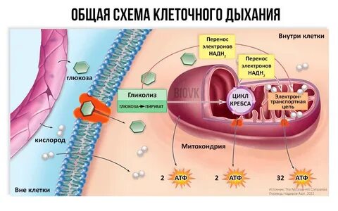 Клеточное кислородное дыхание