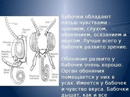 Орган бабочки