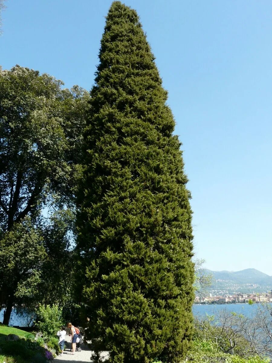 Blue Italian Cypress Italian cypress, Cypress trees, Italian cypress trees