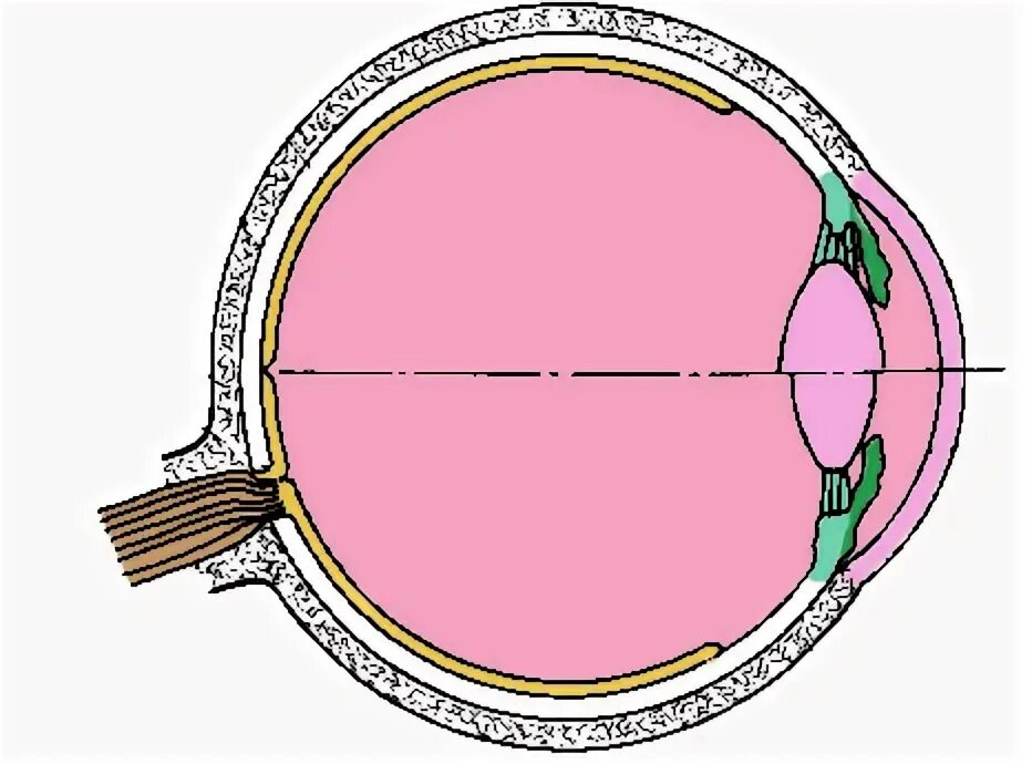 Строение рецепторного аппарата глаза. Оптическая система глаза рецепторный аппарат. Рецепторный аппарат сетчатки. Дальтонизм схема глаза.