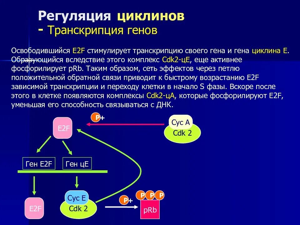 Цикл транскрипции. Регуляция клеточного цикла циклины. Транскрипция Гена и его регуляция. Транскрипция генов. Механизм действия комплексов циклин-CDK.