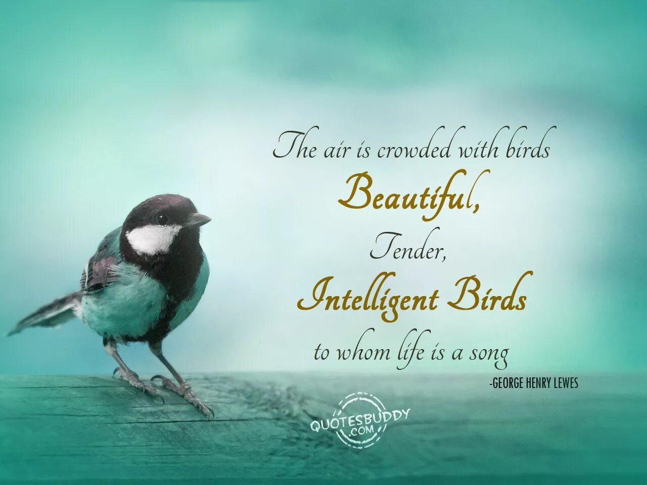 Quotes with Birds. Quotes about Birds. Beautiful Birds бренд. Quotes about early Birds.