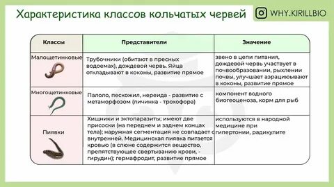 Сходство круглых и кольчатых червей
