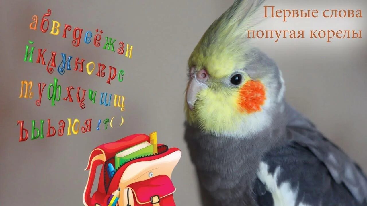 Как говорят говорящие кореллы