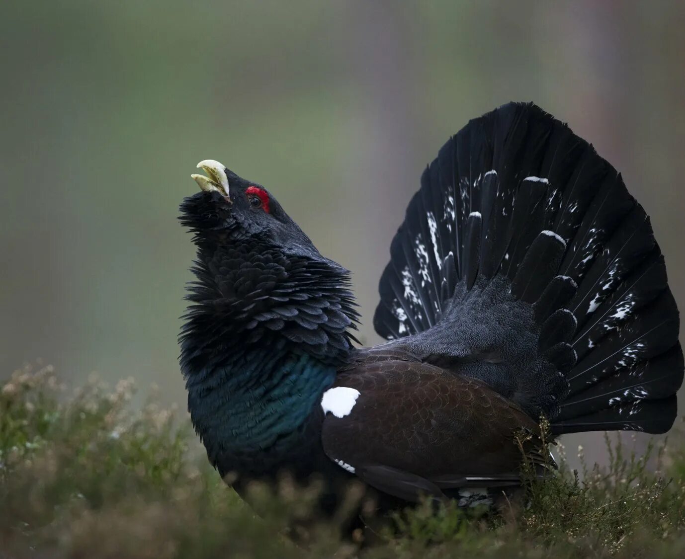 Глухарь фото. Глухарь - Capercaillie. Чернобрюхий Глухарь. Обыкновенный Глухарь самец. Глухарь и Глухарка.
