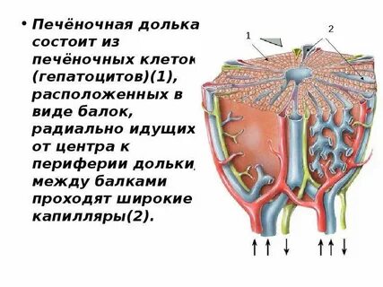 Центр дольки печени
