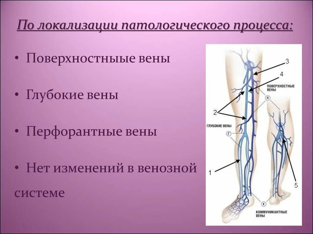 Перфорантные вены нижних конечностей. Перфорантные вены нижних конечностей анатомия. Перфорантная Вена нижней трети голени. ЭВЛК 1 перфорантной вены.