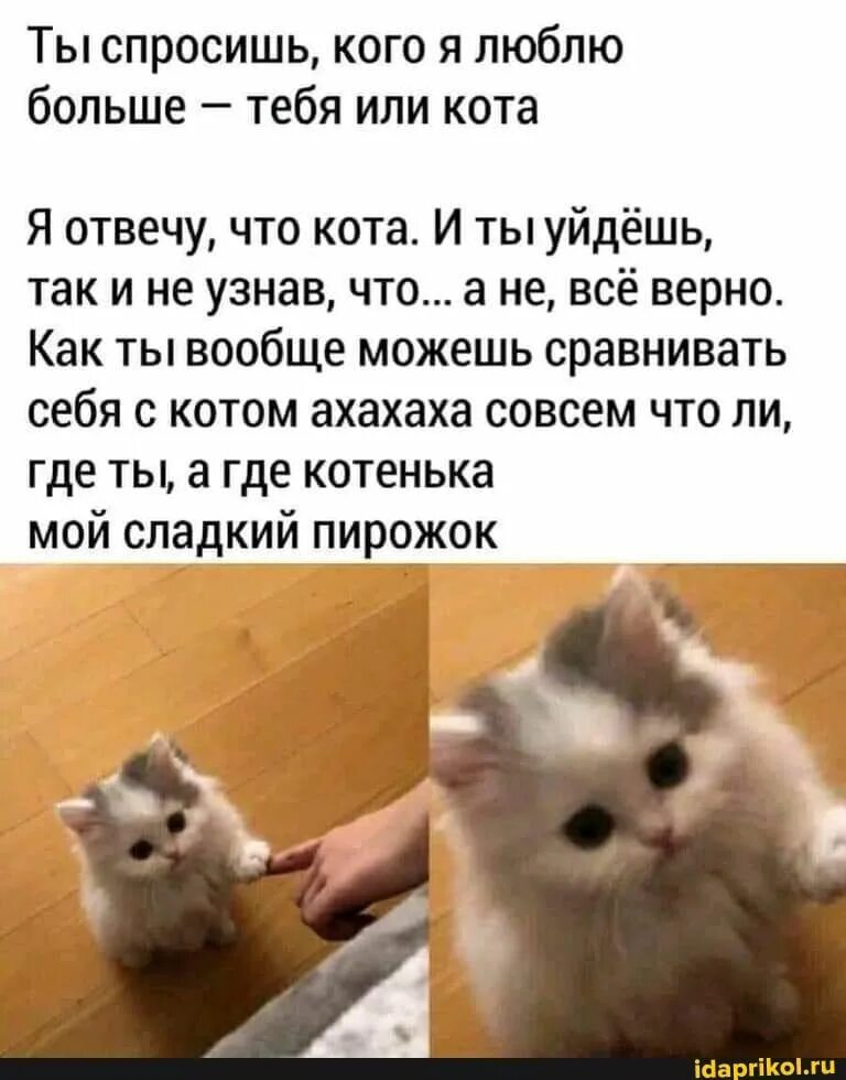 Кот мне отвечает. Сладкий пирожочек кот. ты спросишь кого я люблю больше тебя или кота. ты мой сладкий пирожочек. люблю тебя мой сладкий пирожочек.