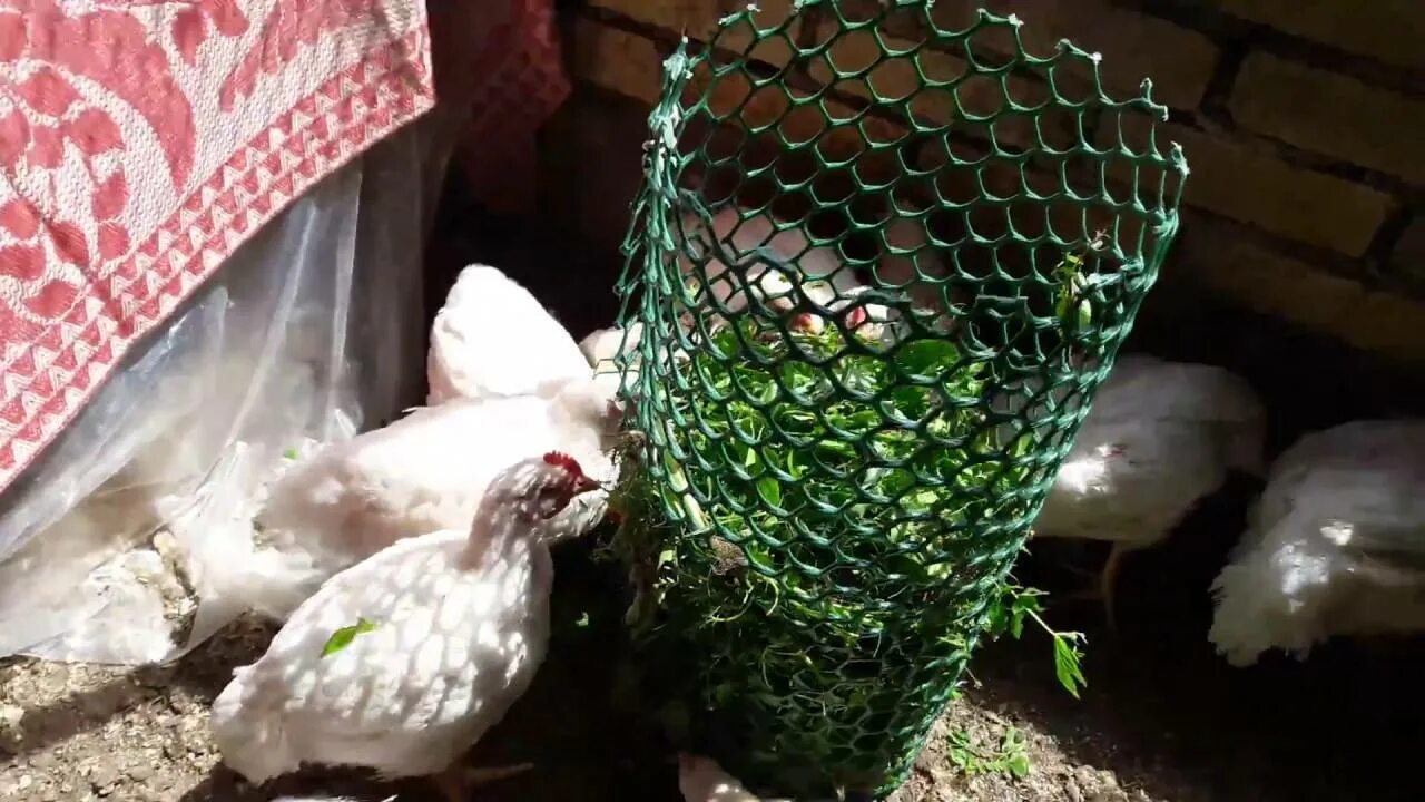 Какую крапиву давать цыплятам