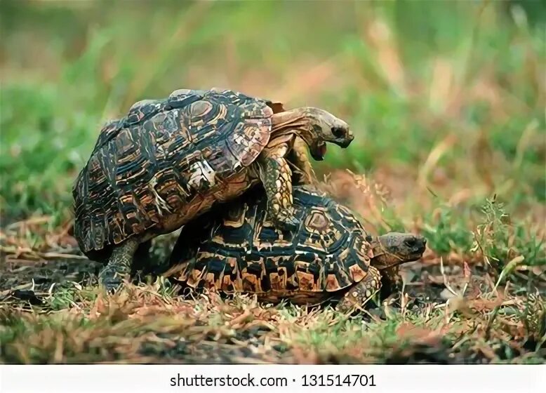 Leopard tortoise