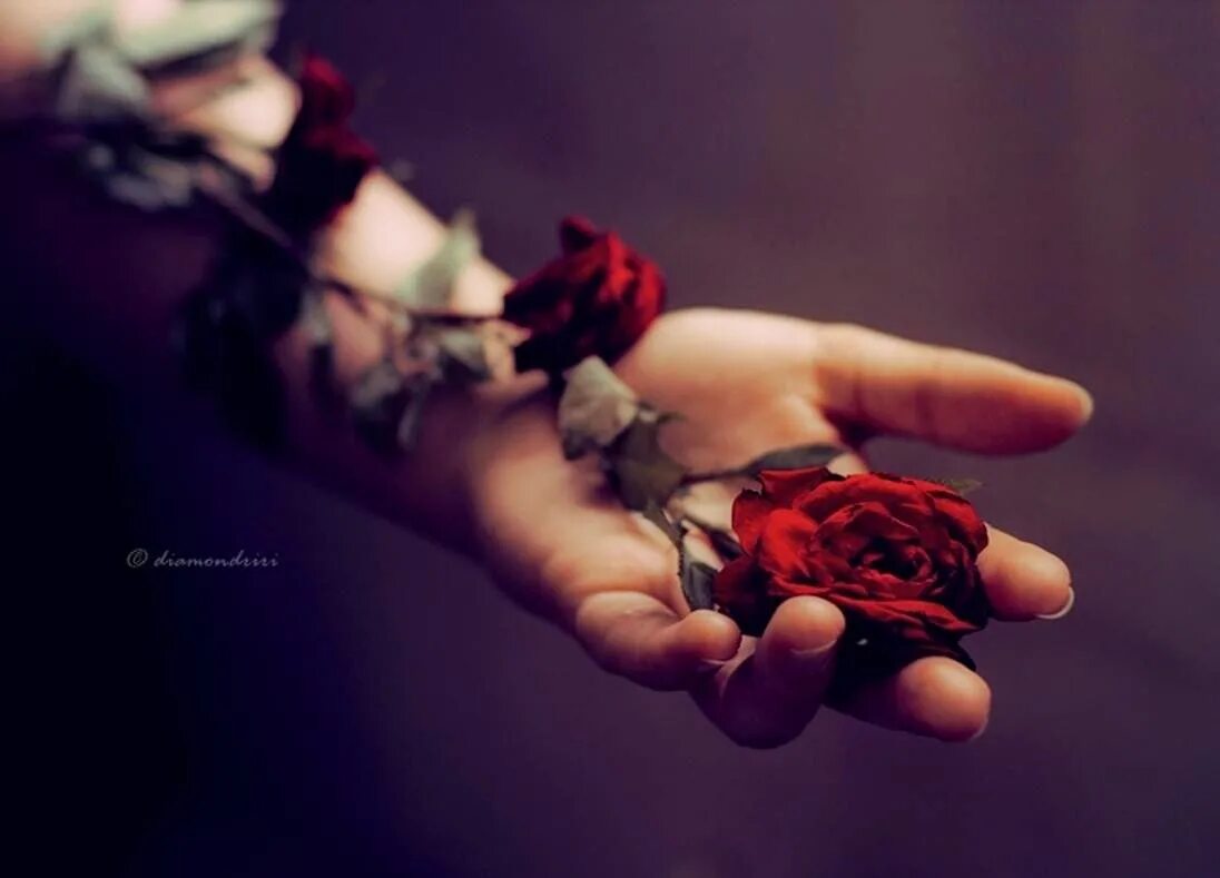 Кровоточащая любовь. Цветок на руку.. Увядшие цветы в руках.