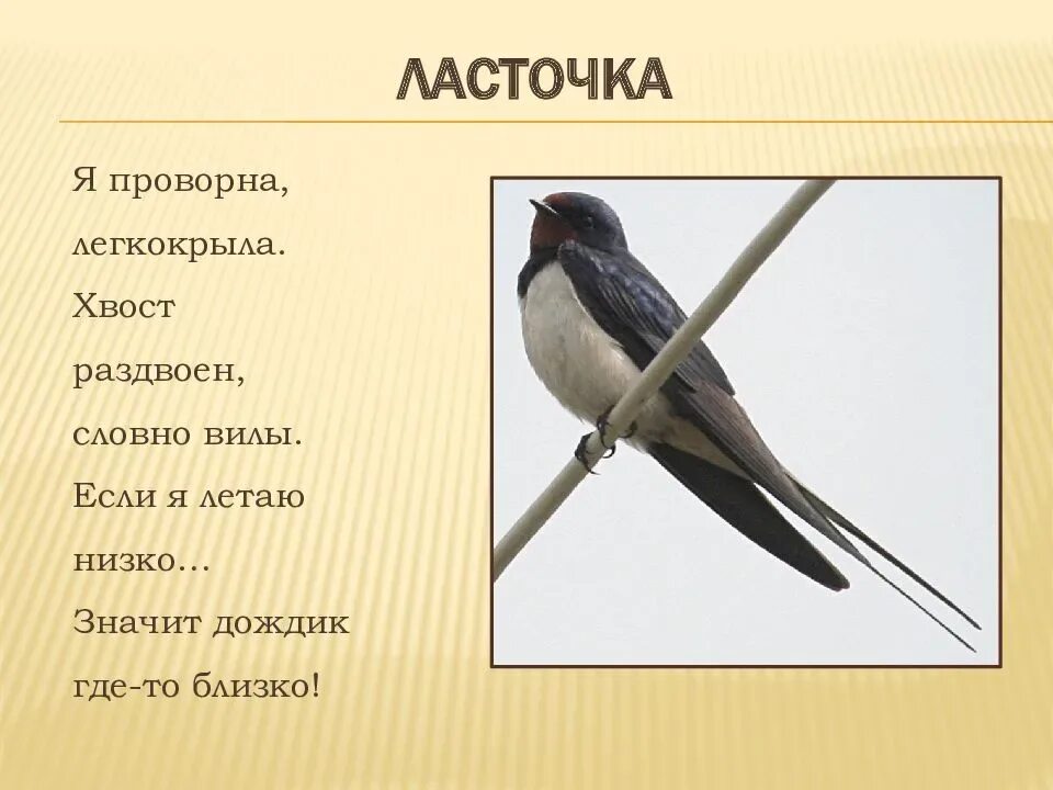 Загадки про птиц Ласточка. Ласточка для детей. Загадка про ласточку. Загадка про дласточкудля детей. Сообщение о ласточке