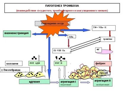 Патогенез тромбоза