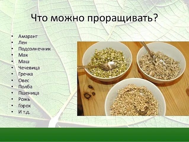 Гречку можно попугаю. Крупы для проращивания. Какую крупу можно прорастить. Какие зерна можно проращивать для еды. Домашние крупы для проращивания.