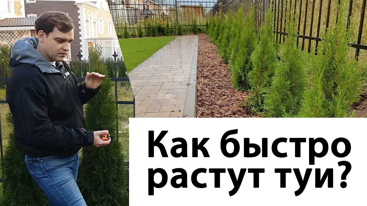 Как узнать сколько лет туи. Рост туи смарагд по годам. скорость роста туи. как быстро растет туя. как быстро растут туи в год.