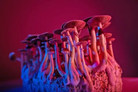 Как получить mushrooms
