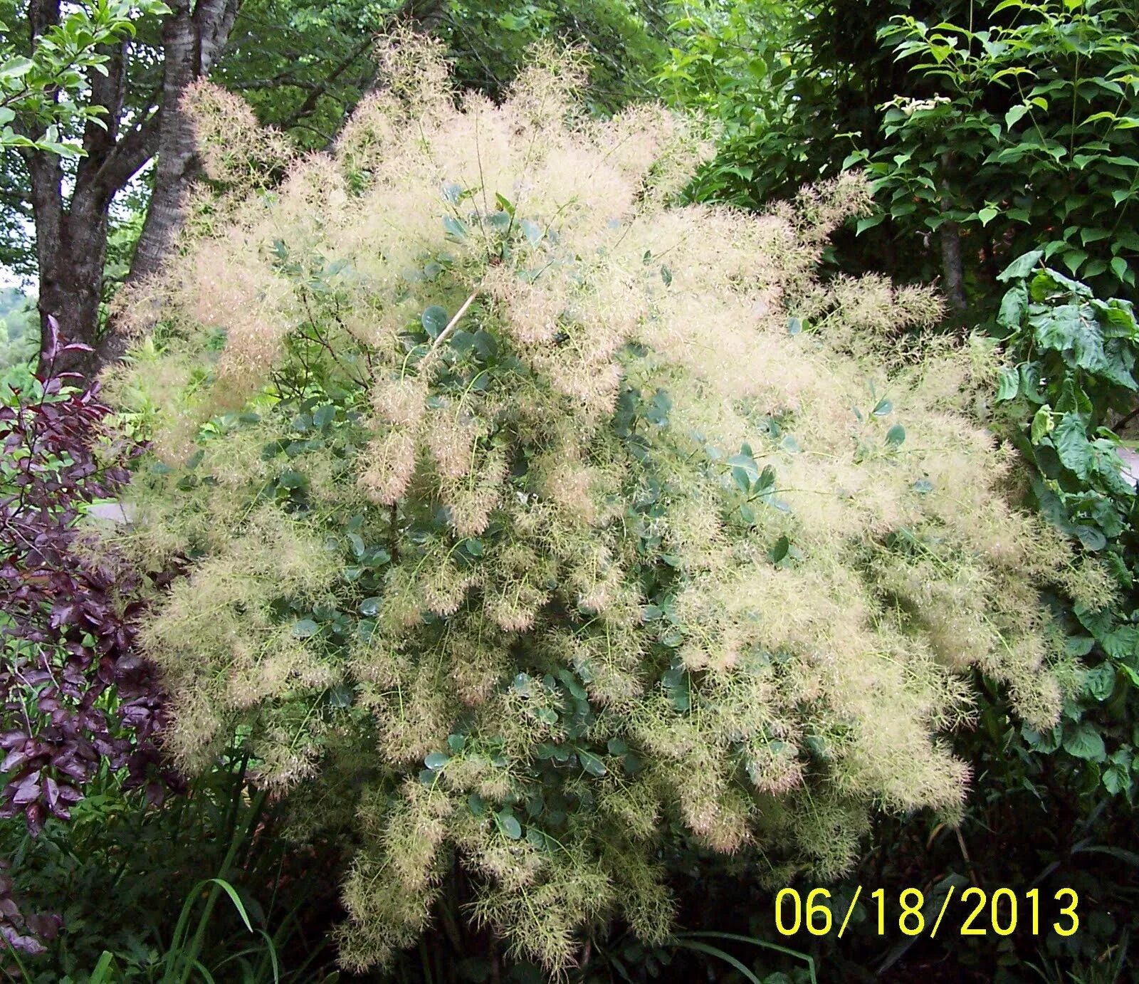 Скумпия кожевенная роял перпл. Скумпия кожевенная ред пурпл. Скумпия кожевенная кустарник. Smoke trees. Скумпия кожевенная рубрифолиус.