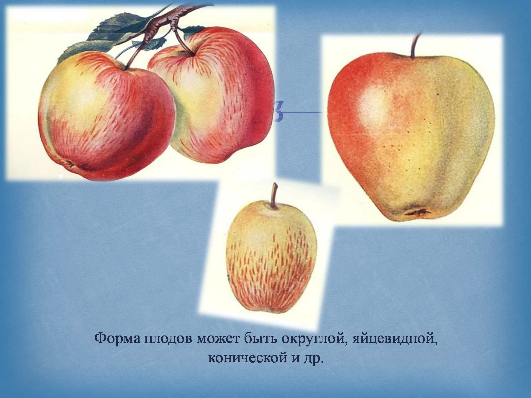 Какую функцию выполняет плод яблони. Плод яблони. Форма плодов яблок. Строение плода яблока. Сорт яблок конической формы.