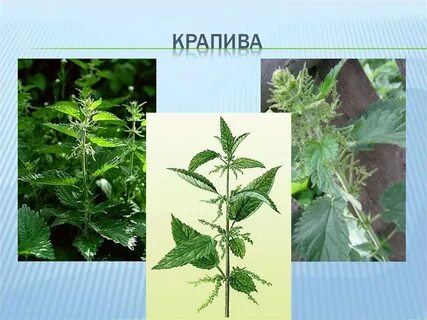 Палка для крапивы