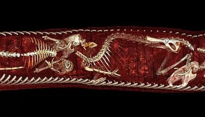 Тигровый питон. Внутри питона. Питон анаконда змея ест. Внутри питона. Анатомия питона.