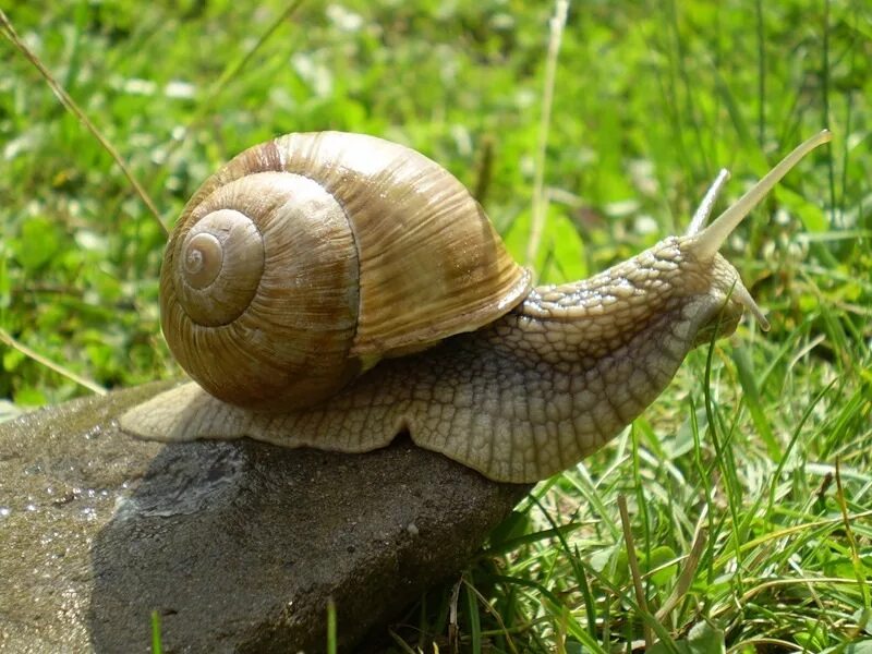 Улитку дальше. Панцирь виноградной улитки. Powelliphanta улитка. Кустарниковая улитка. Древесные улитки Оаху.