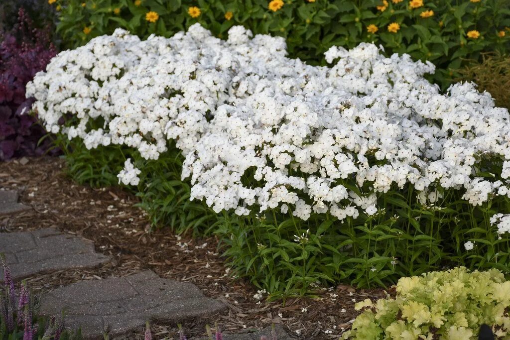 White unique. Флокс Юник Вайт (метельчатый). Флокс Вайт Адмирал. Флокс Уайт Спарр. Флокс White Admiral.